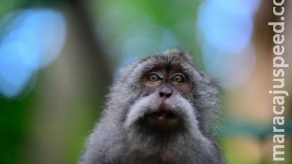 Mulher é condenada a três anos de prisão por ‘assédio sexual’ a macaco