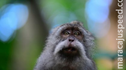 Mulher é condenada a três anos de prisão por ‘assédio sexual’ a macaco Mulher é condenada a três anos de prisão por ‘assédio sexual’ a macaco