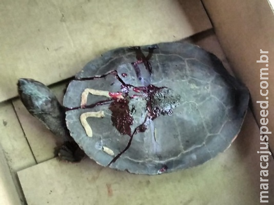 Oito animais silvestres são recolhidos, três em estado grave Oito animais silvestres são recolhidos, três em estado grave