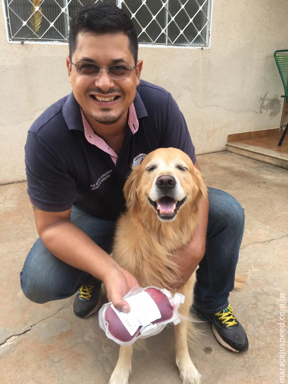 Pets também fazem doação de sangue para salvar vidas de outros animais Pets também fazem doação de sangue para salvar vidas de outros animais