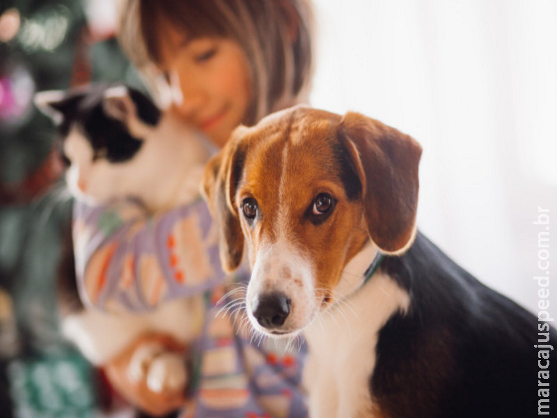 Pulgas e carrapatos: as ameaças que eles trazem à saúde de cães e gatos e como evitar