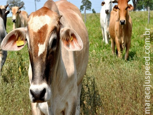 Trânsito de gado em MS exige GTA a partir de janeiro