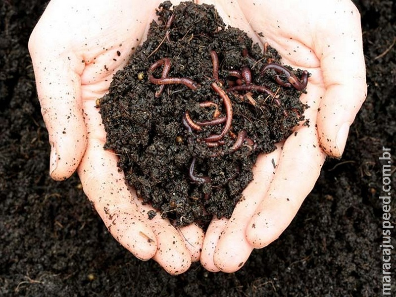Uso de herbicidas no manejo de adubos verdes reduz macrofauna do solo