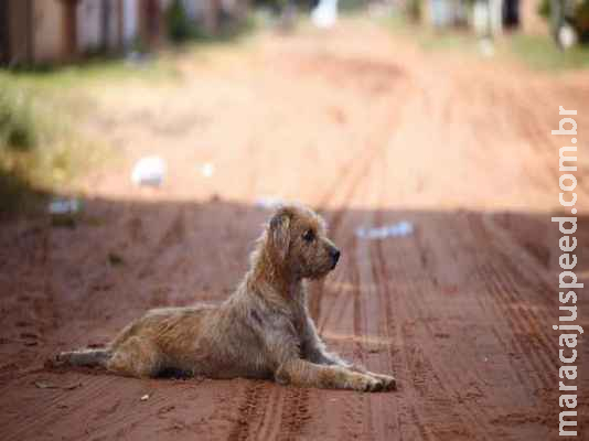 Vacina, microchip e castração: Confira as responsabilidades dos tutores com os animais Vacina, microchip e castração: Confira as responsabilidades dos tutores com os animais