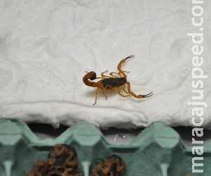 Acidentes com escorpiões aumentam e causam alerta