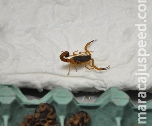 Acidentes com escorpiões aumentam e causam alerta Acidentes com escorpiões aumentam e causam alerta