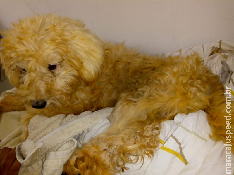 Após resgatar poodle atropelado, cuidadora de animais pede ajuda Após resgatar poodle atropelado, cuidadora de animais pede ajuda