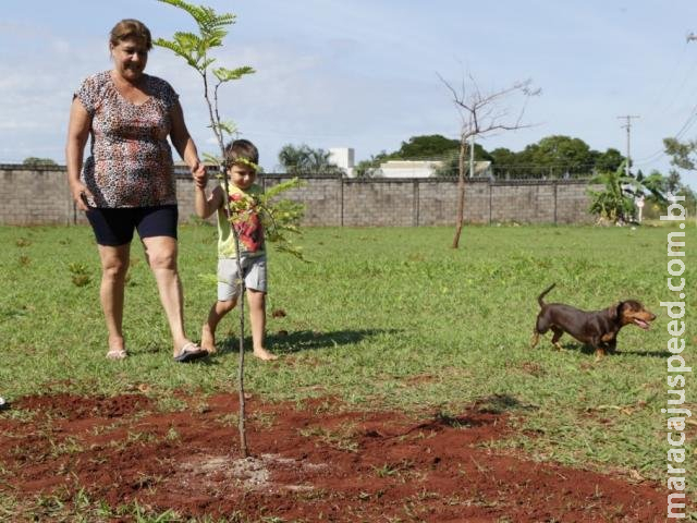 Após tragédia, família leva neto para plantar pau-brasil e ensina a preservar Após tragédia, família leva neto para plantar pau-brasil e ensina a preservar