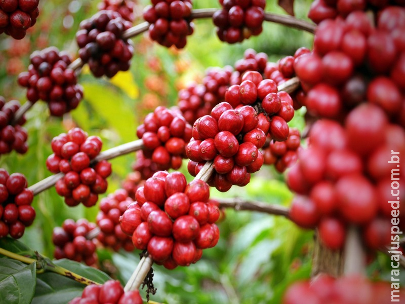 Broca-do-café ameaça eficiência e qualidade da produção Broca-do-café ameaça eficiência e qualidade da produção