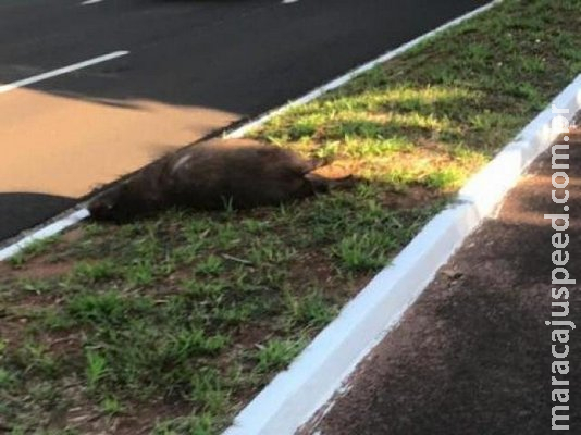 Capivara é atropelada, motorista foge, mas deixa a placa do veículo no local