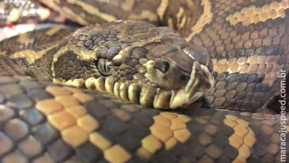 Cobra encontrada com 511 carrapatos passa por tratamento para anemia Cobra encontrada com 511 carrapatos passa por tratamento para anemia