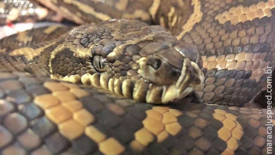  Cobra encontrada com 511 carrapatos passa por tratamento para anemia