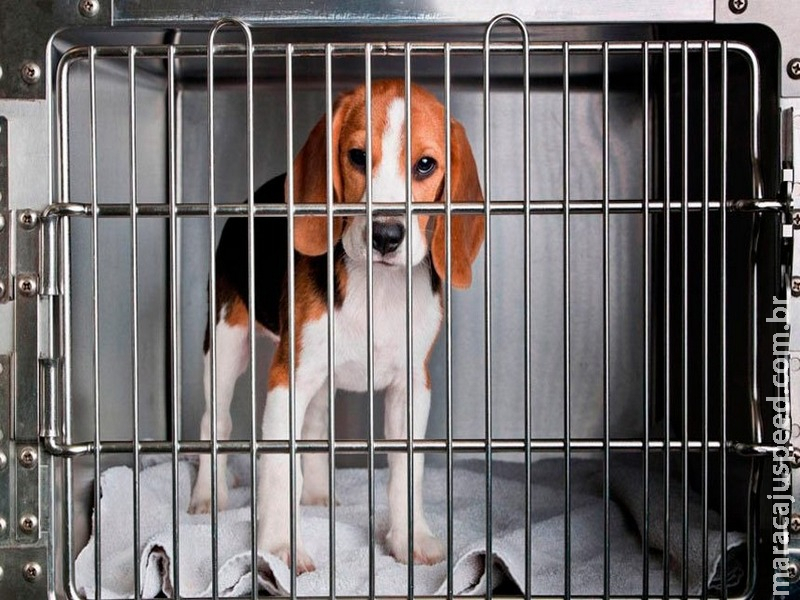 Direitos dos animais continuam em debate no Congresso em 2019 Direitos dos animais continuam em debate no Congresso em 2019