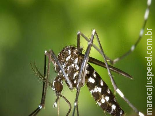 Dourados termina 2018 como campeã de casos de chikungunya em MS