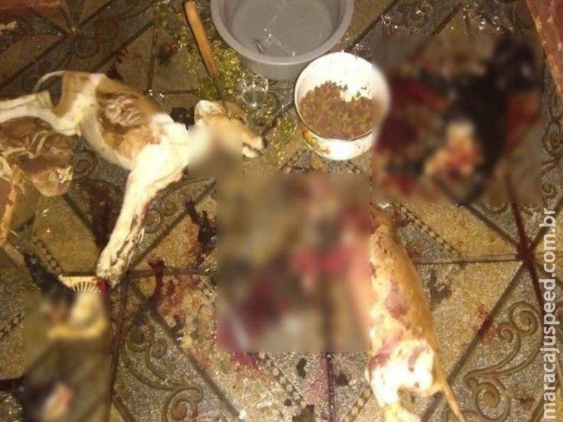 Em cena de filme de terror, cães são mutilados e assassinados a facada Em cena de filme de terror, cães são mutilados e assassinados a facada