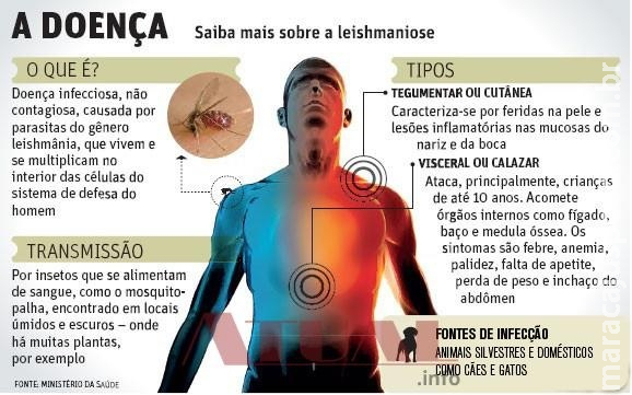 Em MS, 6 casos de leishmaniose foram confirmados só em janeiro Em MS, 6 casos de leishmaniose foram confirmados só em janeiro