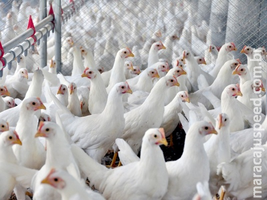 Em MS, avicultura registra queda na produção e preços em alta Em MS, avicultura registra queda na produção e preços em alta