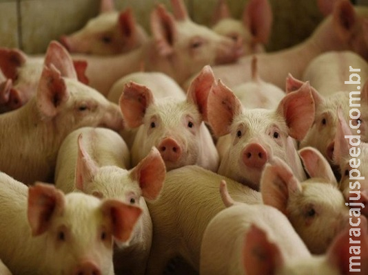 Exportações de aves e suínos recuam em 2018 Exportações de aves e suínos recuam em 2018