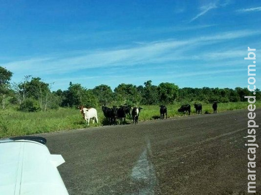 Gado em pista de aeroporto escapou de fazenda que trocava cerca Gado em pista de aeroporto escapou de fazenda que trocava cerca