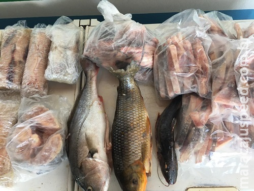 Homem é flagrado com 72,5 kg de pescado capturado durante Piracema Homem é flagrado com 72,5 kg de pescado capturado durante Piracema
