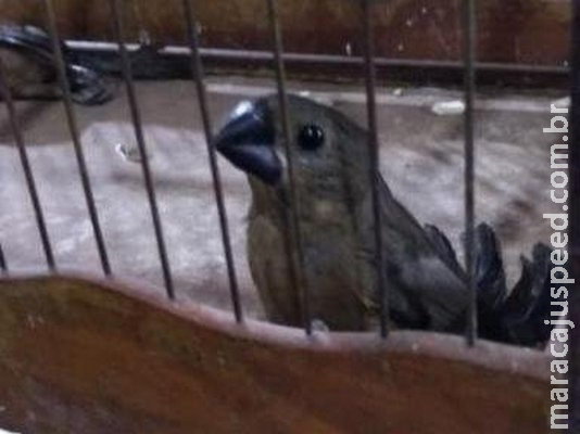Homem é flagrado com dois pássaros em extinção escondidos na cueca Homem é flagrado com dois pássaros em extinção escondidos na cueca