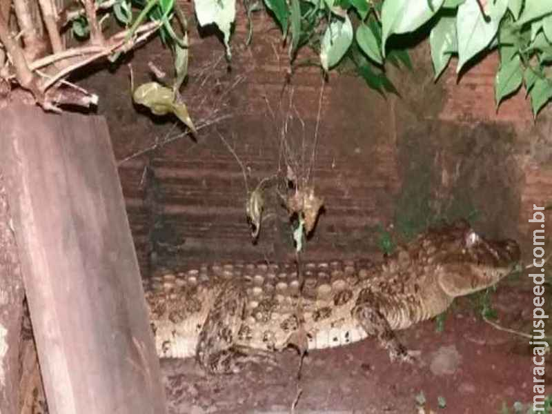 Jacaré de 1,5m é encontrado dentro de casa em município de MS Jacaré de 1,5m é encontrado dentro de casa em município de MS