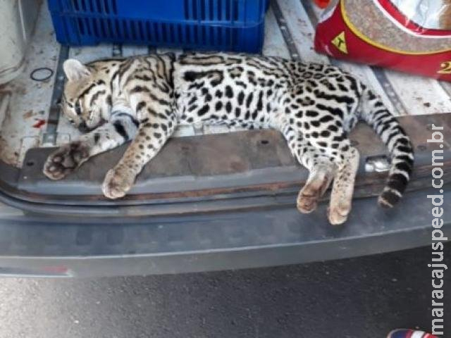 Jaguatirica é resgata com vida após ser atropelada na BR-158 Jaguatirica é resgata com vida após ser atropelada na BR-158