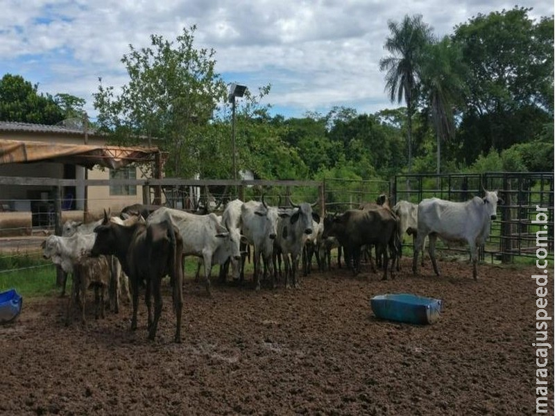 Jovem furta gado de vizinho no valor de R$ 18 mil para pagar tratamento de pai com dengue em MS, diz polícia
