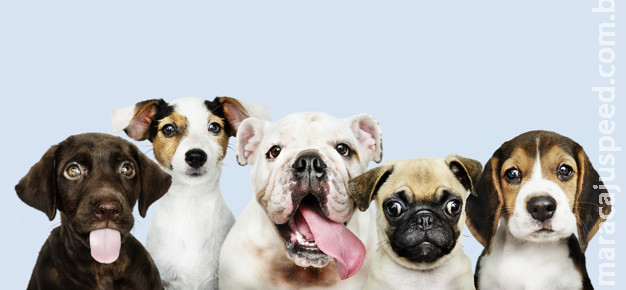 Mantenha os cães protegidos e saudáveis para se divertir no verão Mantenha os cães protegidos e saudáveis para se divertir no verão