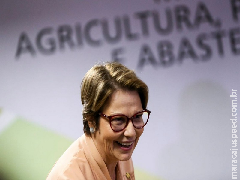 Ministra da Agricultura nega redução em demarcação de terras indígenas Ministra da Agricultura nega redução em demarcação de terras indígenas