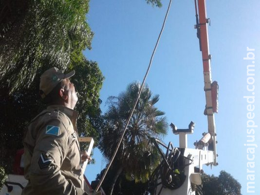 Papagaio fica preso em linha de pipa e morre logo após ser resgatado pelos bombeiros Papagaio fica preso em linha de pipa e morre logo após ser resgatado pelos bombeiros