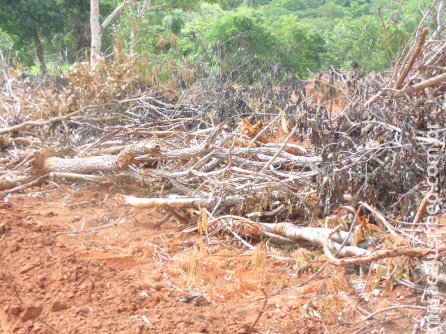 PMA autua infrator em R$ 14 mil por desmatamento ilegal de 14 hectares de vegetação nativa PMA autua infrator em R$ 14 mil por desmatamento ilegal de 14 hectares de vegetação nativa