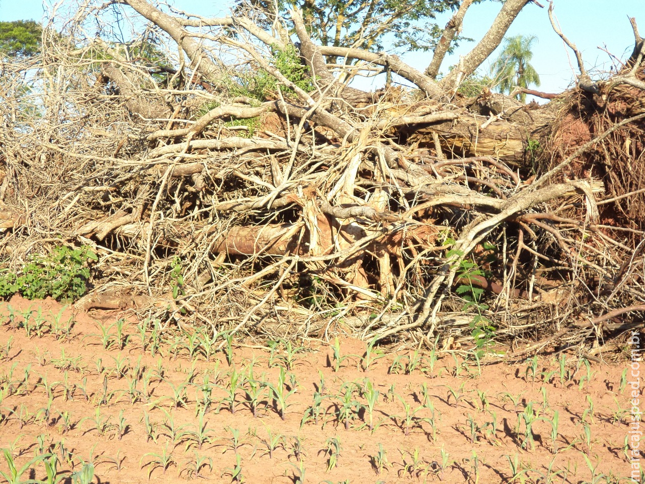 PMA autua infratora em R$ 4,2 mil por derrubada de árvores nativas em 14 hectares para plantio de lavoura PMA autua infratora em R$ 4,2 mil por derrubada de árvores nativas em 14 hectares para plantio de lavoura
