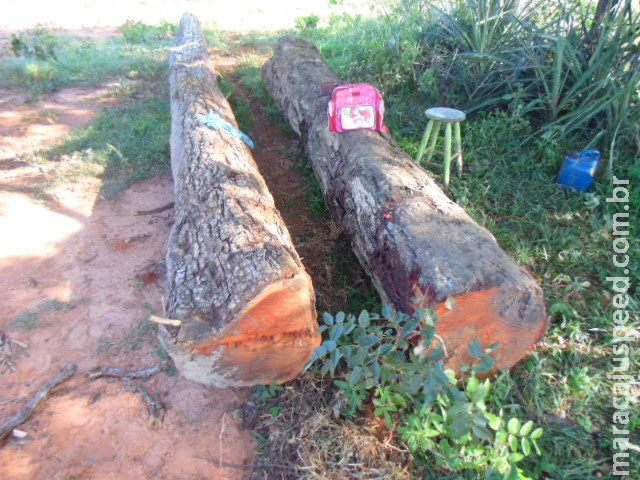 PMA autua mulher em R$ 10,5 mil por exploração de madeira em área protegida de preservação permanente