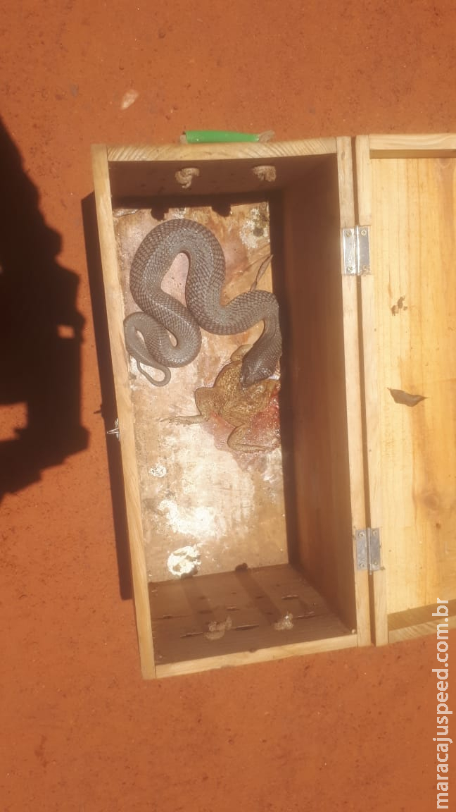 PMA captura duas serpentes peçonhentas com mais de 1 metro embaixo de máquina de lavar em uma residência