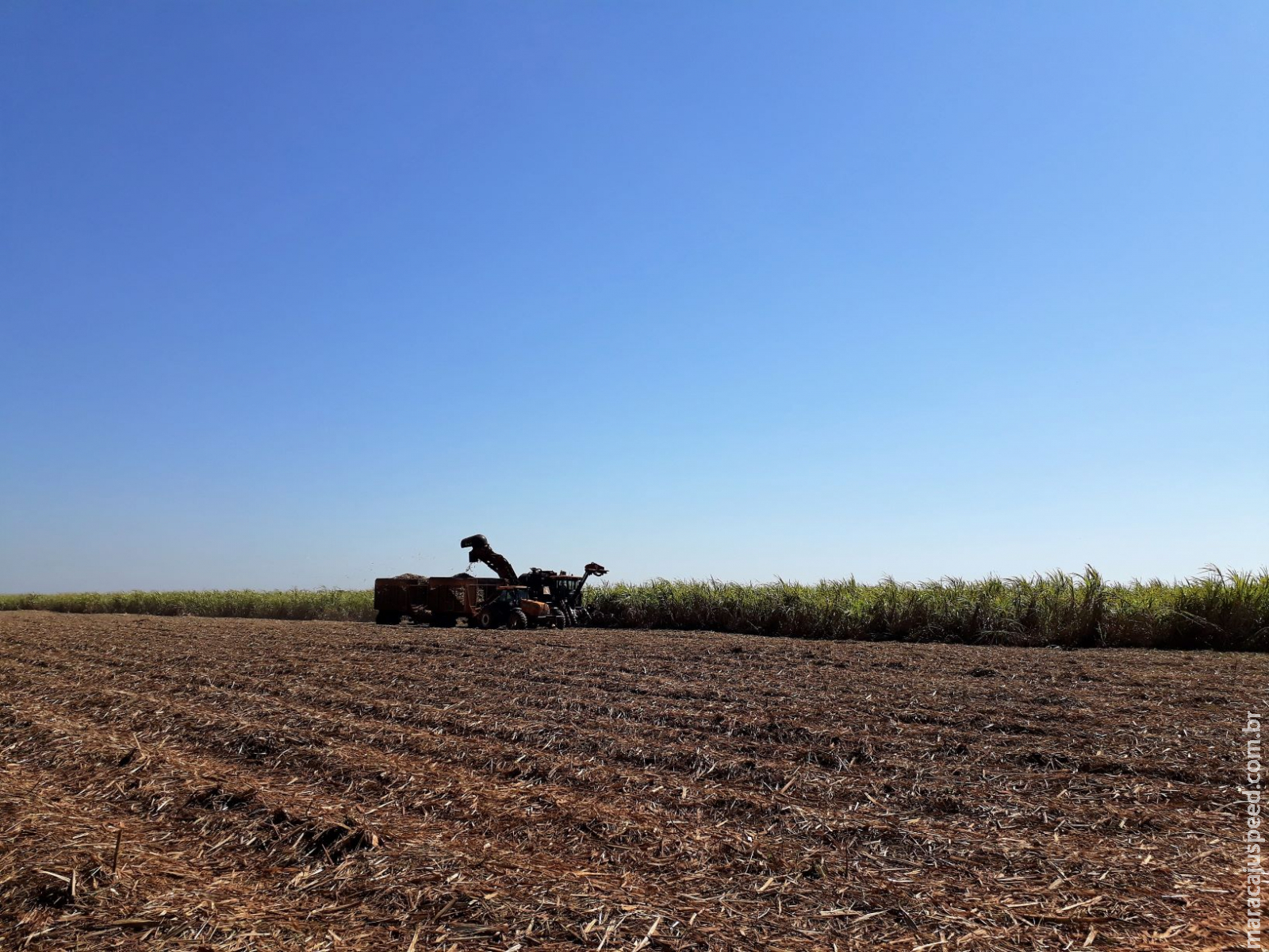 Produção de cana atinge 46,4 milhões de toneladas em MS Produção de cana atinge 46,4 milhões de toneladas em MS