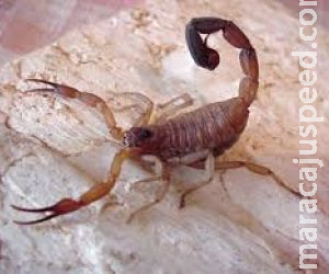 Saúde alerta para picadas de escorpião, mais comuns no verão Saúde alerta para picadas de escorpião, mais comuns no verão