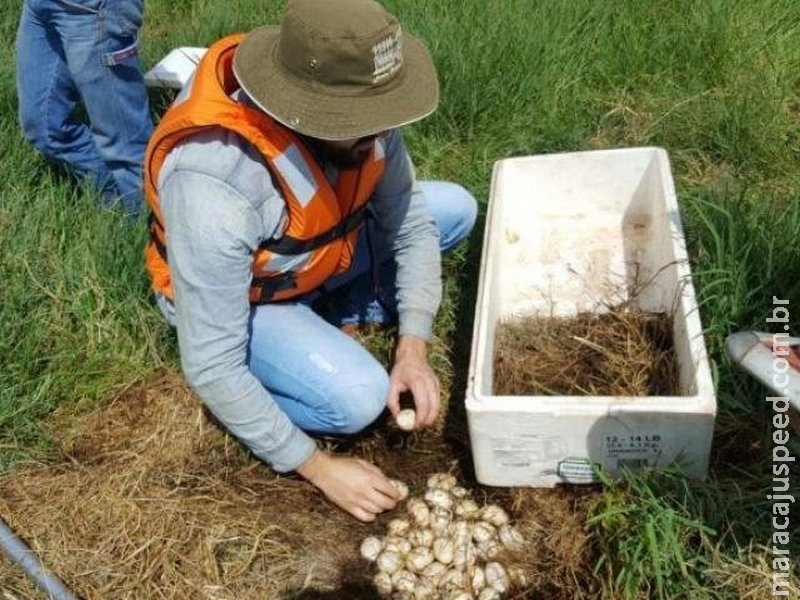 Técnicos retiram 71 ovos de jacaré da Lagoa Maior e encaminham para a Capital