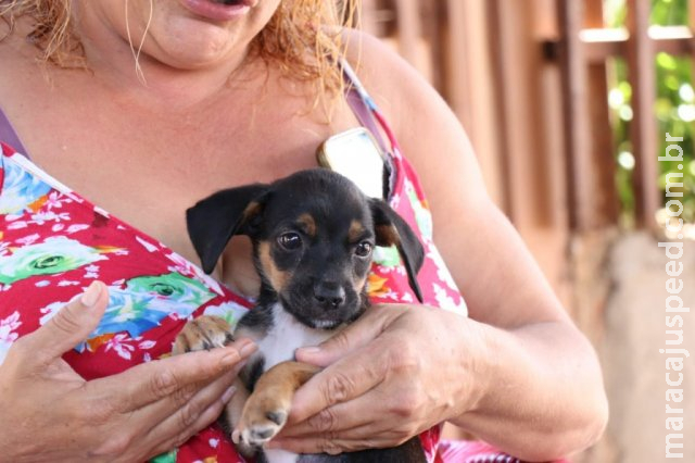 Thor e Mel vencem em nomes de cães, mas por aqui pet bomba batizado de cerveja