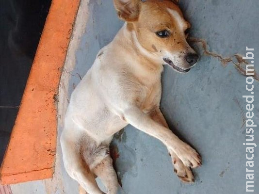 Acusada de negar socorro a cachorro, clínica é ameaçada de depredação