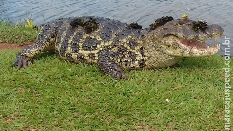 Deputados pedem que caça do jacaré seja liberada