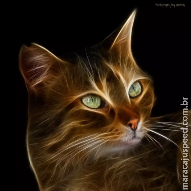 Dia Mundial do Gato promoveu o bem-estar dos bichanos Dia Mundial do Gato promoveu o bem-estar dos bichanos