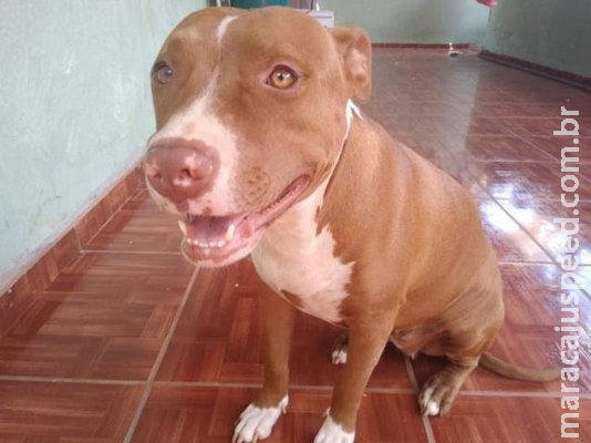 Escolha de cão para viver com criança vai além da raça, ensina especialista Escolha de cão para viver com criança vai além da raça, ensina especialista