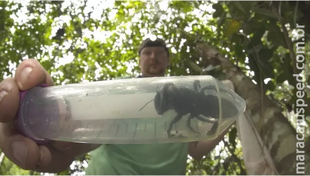 Exploradores encontram maior abelha viva do mundo: Exploradores encontram maior abelha viva do mundo: