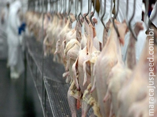 Exportações de carne de frango totalizam 281,8 mil toneladas em janeiro