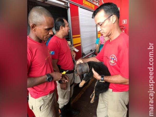 Filhote de cachorro é socorrido com cabeça presa em lata de alumínio Filhote de cachorro é socorrido com cabeça presa em lata de alumínio
