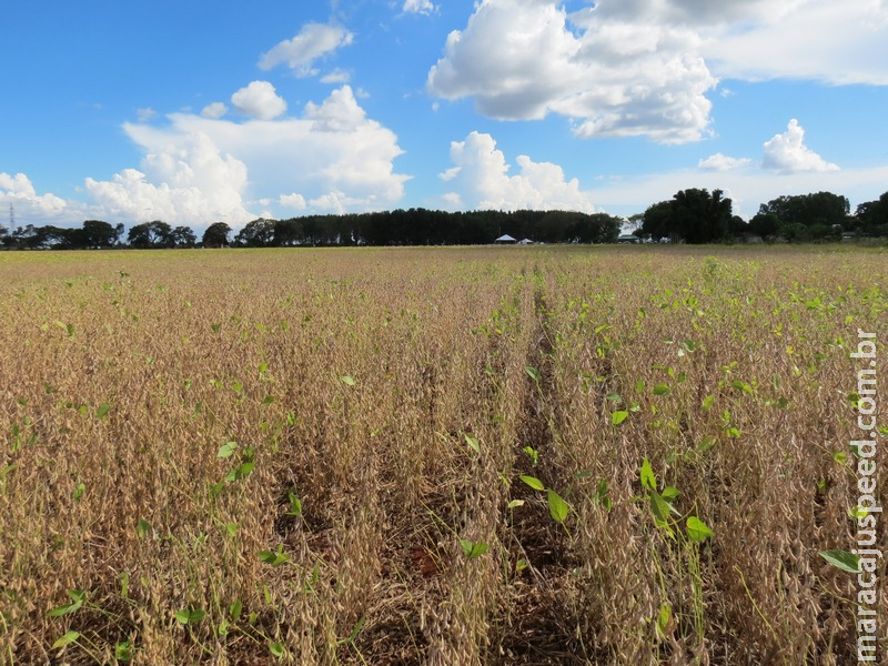 Fundação MS traz estratégias para garantir produção de soja mesmo sob estresse hídrico e térmico