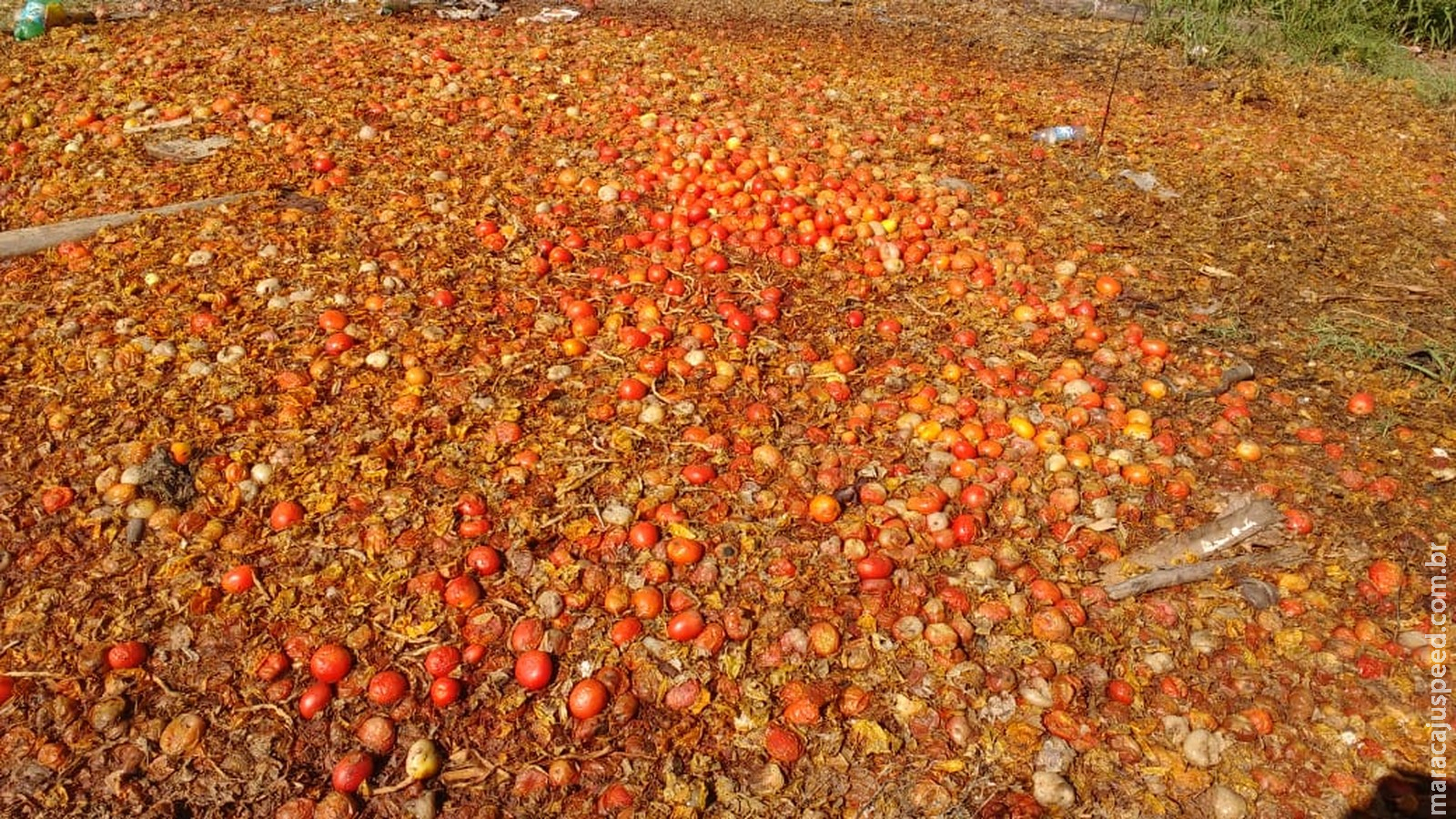 Insatisfeitos com preço, agricultores jogam toneladas de tomate às margens de rodovia 