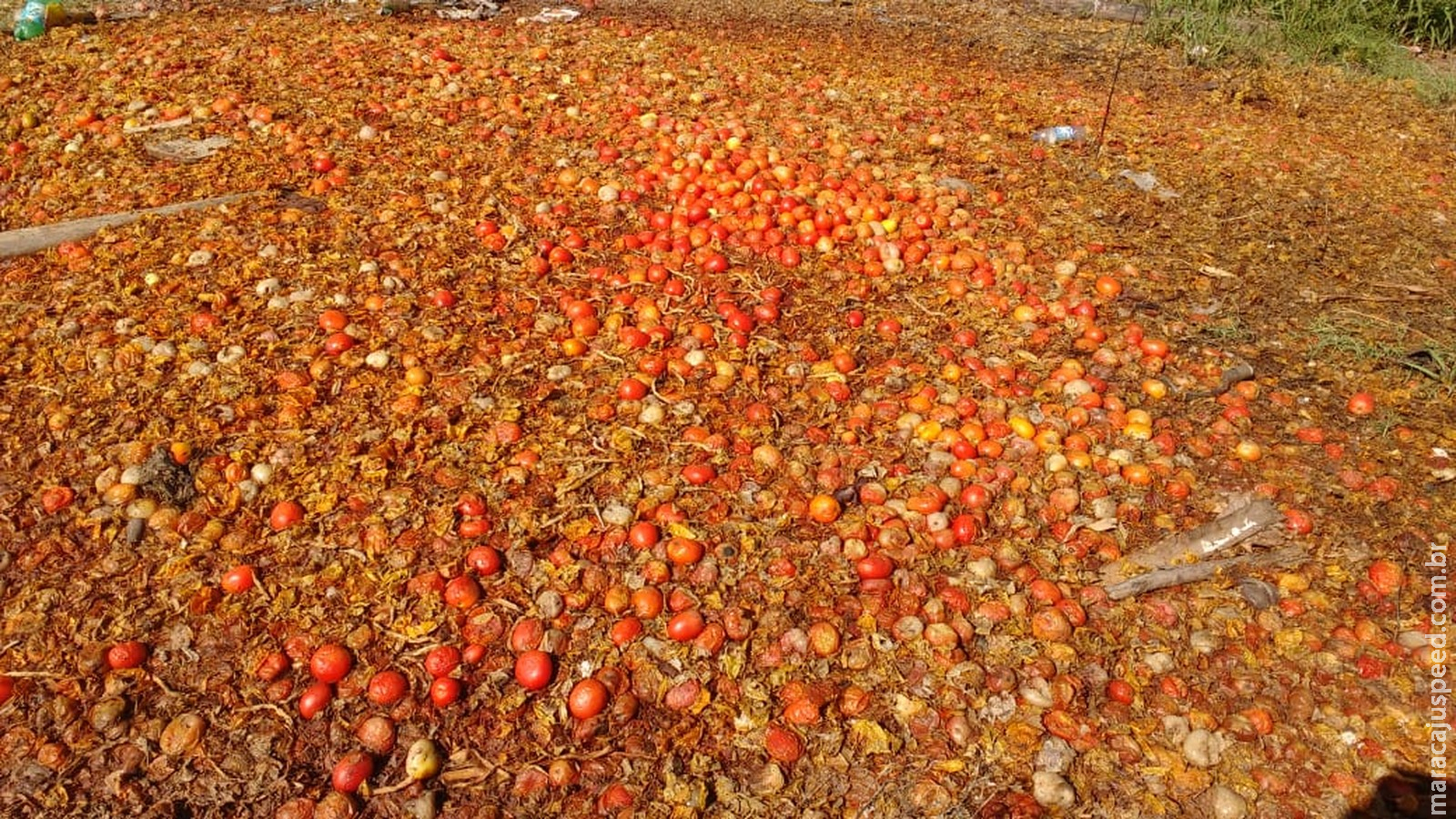 Insatisfeitos com preço, agricultores jogam toneladas de tomate às margens de rodovia Insatisfeitos com preço, agricultores jogam toneladas de tomate às margens de rodovia
