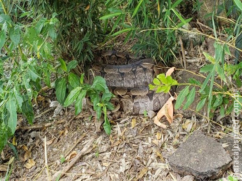  ‘Invasão das cobras’: Jararaca e jibóia são capturadas em bairros de Campo Grande
